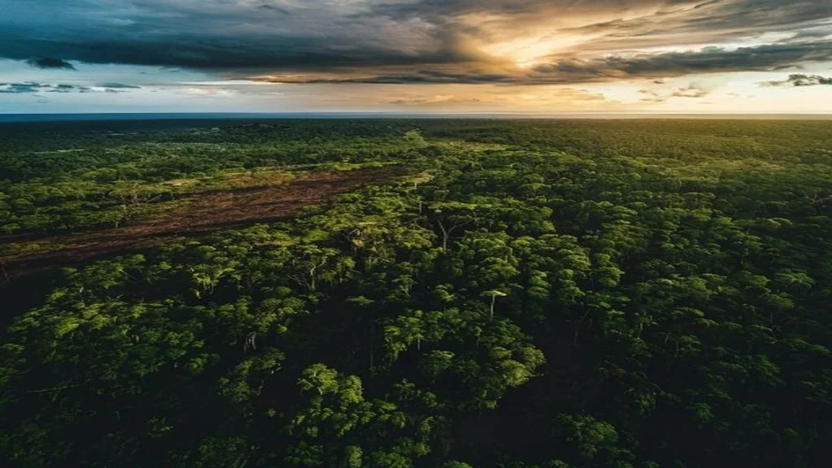 Desmatamento migra cada vez mais para áreas privadas e